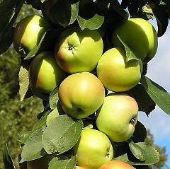 Яблоня домашняя Янтарное Ожерелье колоновидная (в тубе)